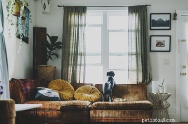 Do Dogs Remember Their Owners After a Breakup?