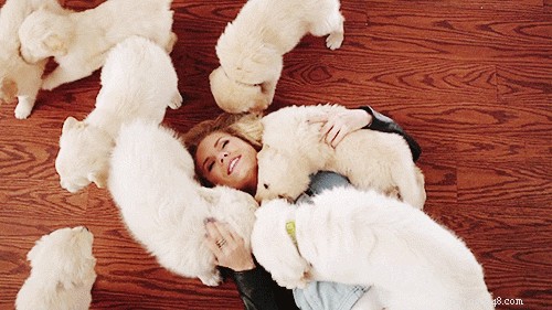 Do Dogs Remember Their Owners After a Breakup?