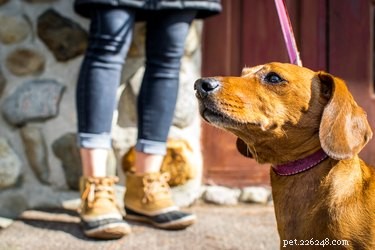 How Your Emotions and Actions Shape Your Dog’s Well‑Being