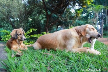 Do Dogs Detect Unfair Treatment? Understanding Their Perception