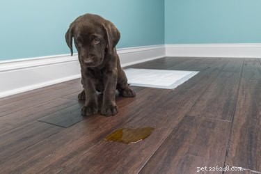 Professional Guide: Removing Dog Pee Stains & Odors from All Surfaces