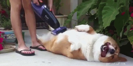 How to Keep Your Home Clean: Removing Dog Hair and Reducing Shedding
