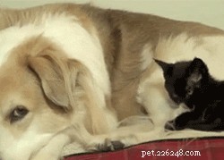 How to Keep Your Home Clean: Removing Dog Hair and Reducing Shedding