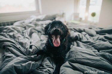 How to Keep Your Home Clean: Removing Dog Hair and Reducing Shedding