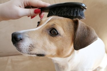 How to Keep Your Home Clean: Removing Dog Hair and Reducing Shedding