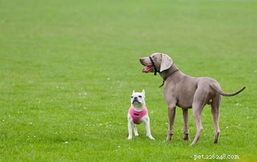 Is a Dog’s Size a Reliable Indicator of Intelligence? Insights into Canine Cognitive Ability