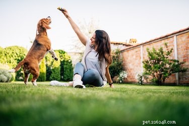 Can Dogs Detect When We re Playfully Teasing Them?