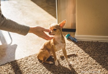 Can Dogs Detect When We re Playfully Teasing Them?
