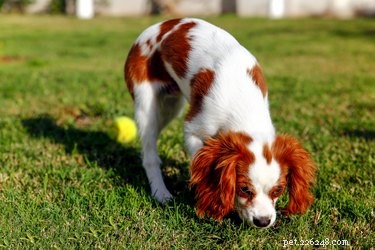 Can Dogs Detect When We re Playfully Teasing Them?