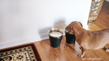 6 Proven Hacks to Ease Life for Senior Dogs