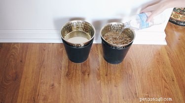 6 Proven Hacks to Ease Life for Senior Dogs