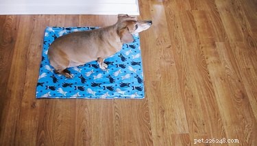 6 Proven Hacks to Ease Life for Senior Dogs