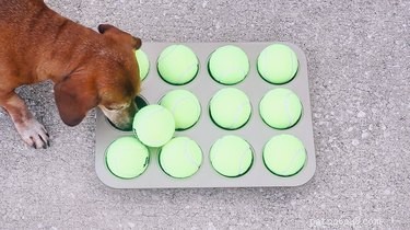 6 Proven Hacks to Ease Life for Senior Dogs