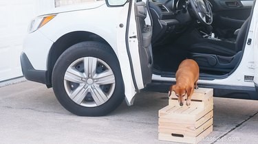 6 Proven Hacks to Ease Life for Senior Dogs
