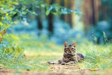 Do Dogs Love Humans More Than Cats? Uncovering the Science of Pet Affection