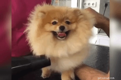 Syncing Dog & Human Blowouts: The Ultimate Fashion Collaboration