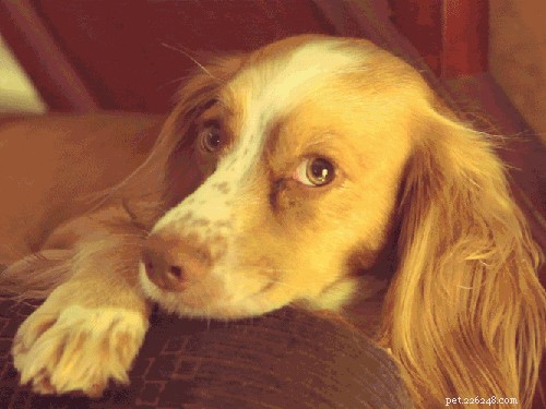 Exploring Canine Emotions: Do Dogs Experience Feelings?