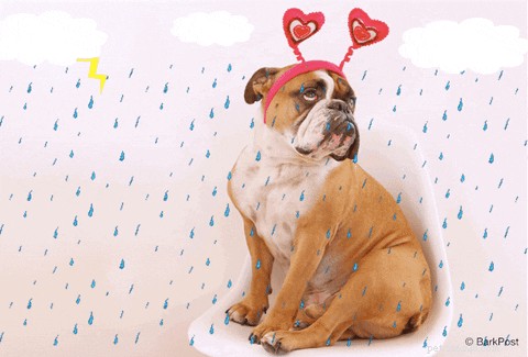 Exploring Canine Emotions: Do Dogs Experience Feelings?