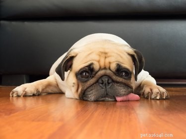 Exploring Canine Emotions: Do Dogs Experience Feelings?