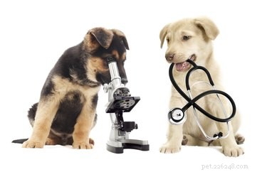 Unveiling a Dog s Perspective: How They View Us