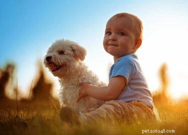 Unveiling a Dog s Perspective: How They View Us