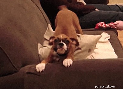 Unveiling a Dog s Perspective: How They View Us