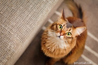 Do Dogs and Cats Notice When You re Masturbating? Understanding Pet Awareness