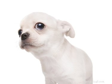 Do Dogs Really Spot When You Lie?