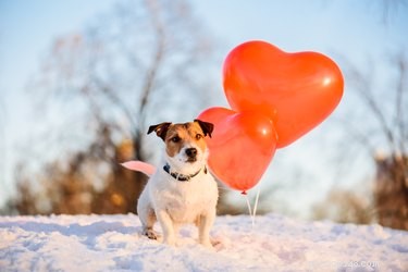 Do Dogs and Cats Notice When Their Owners Are in Love?