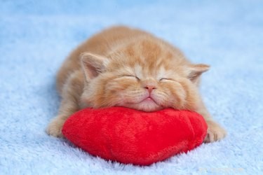 Do Dogs and Cats Notice When Their Owners Are in Love?