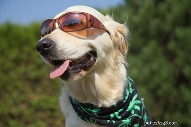 Can Pets Detect When I’m High on Cannabis?
