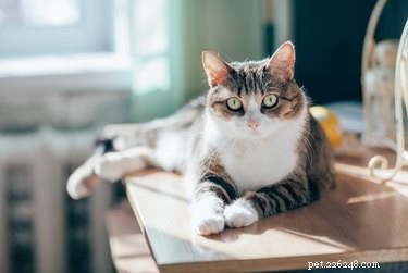 Can Pets Detect When I’m High on Cannabis?