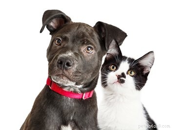 Can Pets Detect When I’m High on Cannabis?