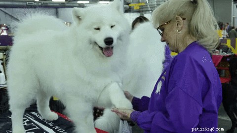 Fluffing Your Dog’s Fur After a Bath: A Step‑by‑Step Guide