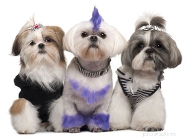 Fluffing Your Dog’s Fur After a Bath: A Step‑by‑Step Guide