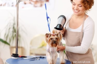 Fluffing Your Dog’s Fur After a Bath: A Step‑by‑Step Guide
