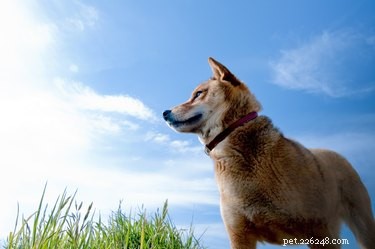 Everything You Need to Know About the Year of the Dog (2018)