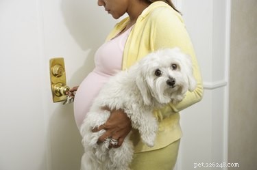 Can Dogs Detect Pregnancy? Exploring How Furry Friends Sense Hormonal Changes
