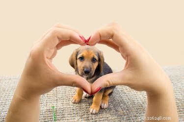Do Dogs Really Sense Our Love? Discover the Truth