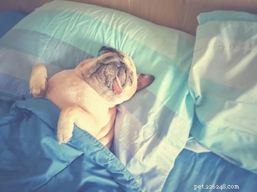 Do Dogs Really Sense Our Love? Discover the Truth