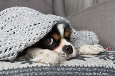 7 Ways You’re Unintentionally Stressing Your Pet (and How to Stop)