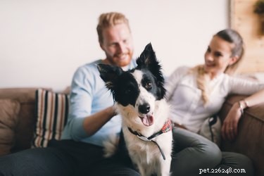Avoid Puppy Scams: A Trusted Guide to Ethical Online Puppy Shopping