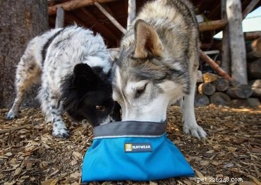 10 Sustainable Gift Ideas to Pamper Your Pet and Protect the Planet