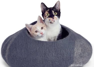 10 Sustainable Gift Ideas to Pamper Your Pet and Protect the Planet