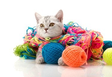 12 DIY Pet Gifts You Can Create This Weekend—Show Your Furry Friend Love