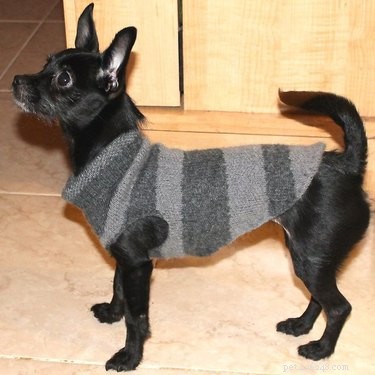 12 DIY Pet Gifts You Can Create This Weekend—Show Your Furry Friend Love