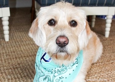 12 DIY Pet Gifts You Can Create This Weekend—Show Your Furry Friend Love