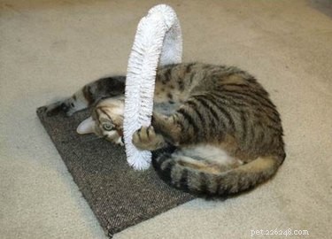 12 DIY Pet Gifts You Can Create This Weekend—Show Your Furry Friend Love
