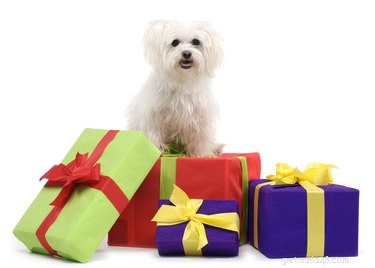 11 Brain‑Boosting Gifts to Keep Your Dog Smart and Happy