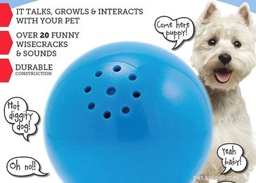 11 Brain‑Boosting Gifts to Keep Your Dog Smart and Happy